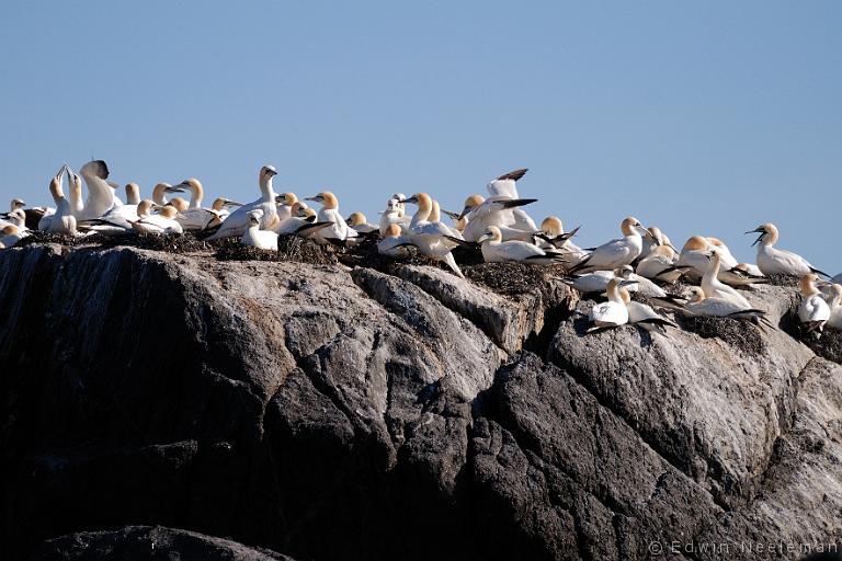 ENE-20090430-0157.jpg - [nl] Jan-van-genten ( Morus bassanus ) | Lofoten, Noorwegen[en] Northern Gannets ( Morus bassanus ) | Lofoten, Norway